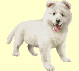 aykha - Berger Blanc Suisse (3 ans)