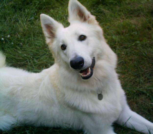 blanca - Berger Blanc Suisse (5 ans)