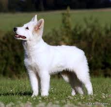 abego - Berger Blanc Suisse Mâle