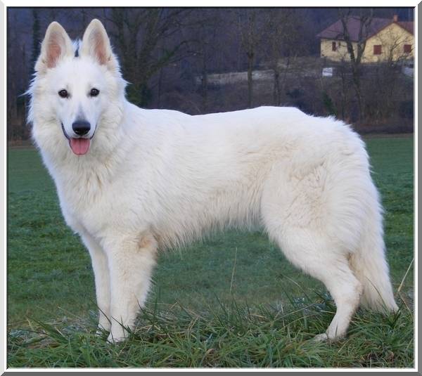 minie - Berger Blanc Suisse (3 ans)