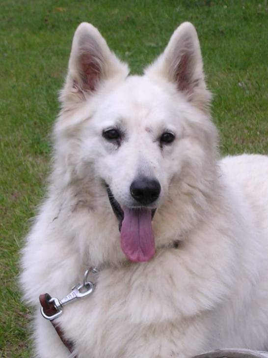 Paty - Berger Blanc Suisse (12 ans)