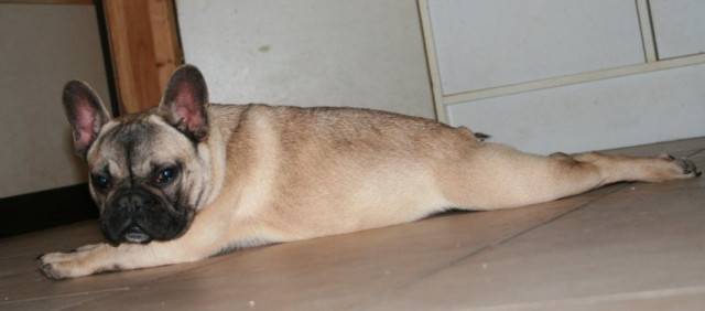 Junior - Berger Blanc Suisse Mâle (1 an)