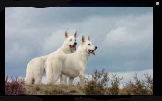 sara y reina - Berger Blanc Suisse (2 ans)