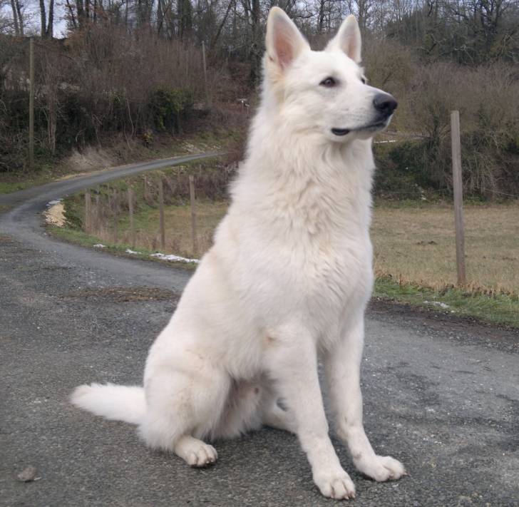 first - Berger Blanc Suisse Mâle (2 mois)