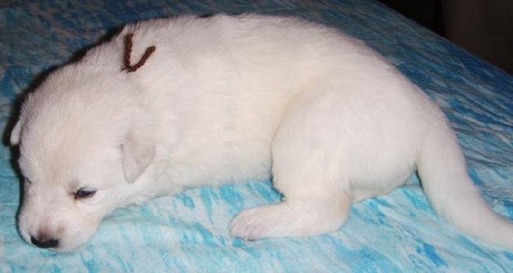 Fly du Jardin des Lys Blancs - Berger Blanc Suisse (1 mois)