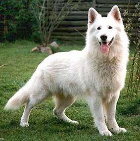 saly - Berger Blanc Suisse (4 ans)