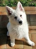Amy - Berger Blanc Suisse (6 mois)