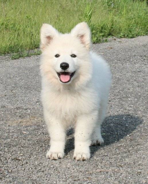 fripouille - Berger Blanc Suisse (4 mois)