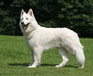 Varrisio - Berger Blanc Suisse Mâle (6 ans)