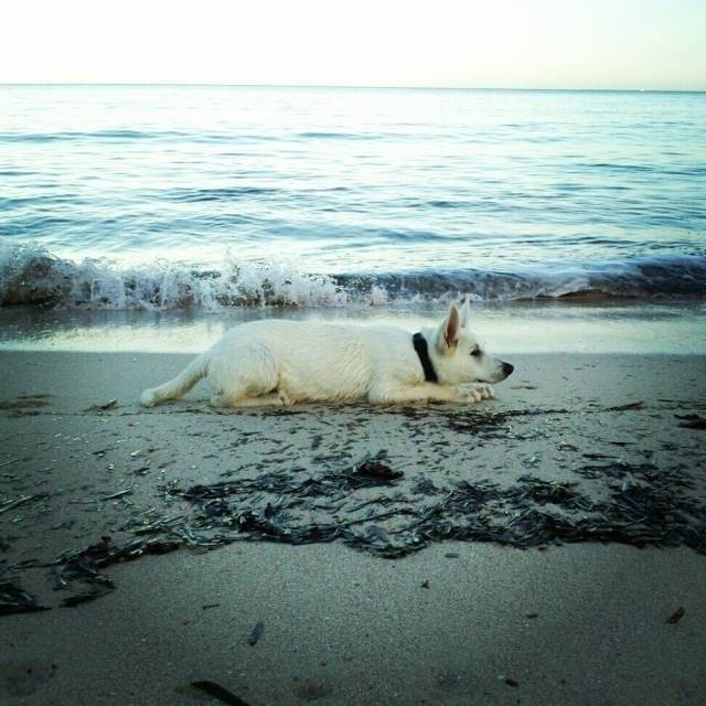 Hades - Berger Blanc Suisse Mâle (7 mois)
