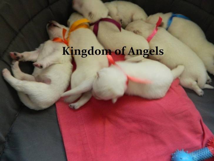 Cachorros del criadero Kingdom of Angels - Berger Blanc Suisse