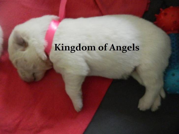 Cachorro del criadero Kingdom of Angels - Berger Blanc Suisse