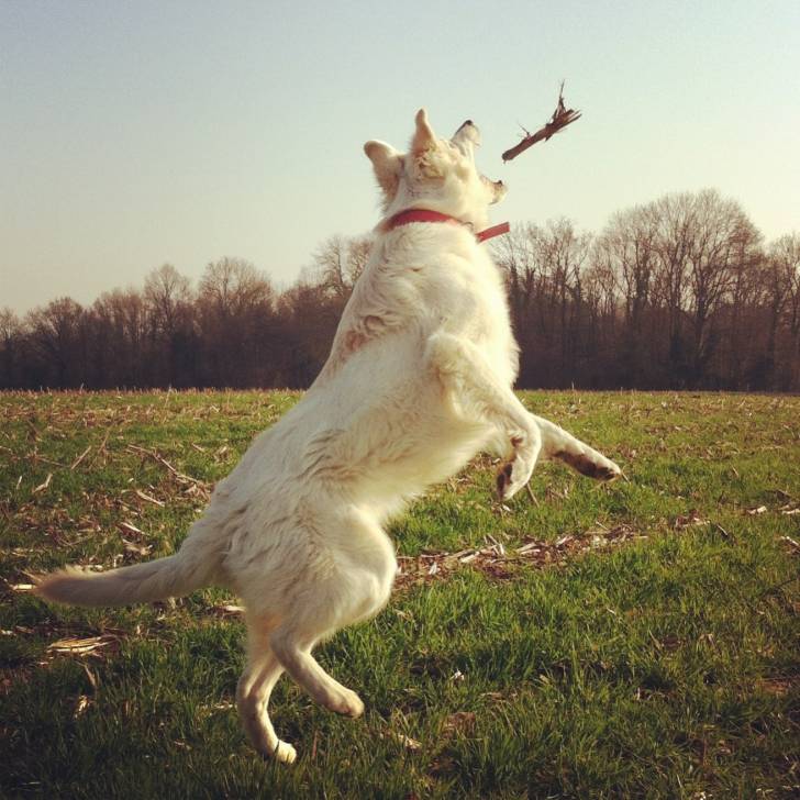 Eïka - Berger Blanc Suisse (1 an)