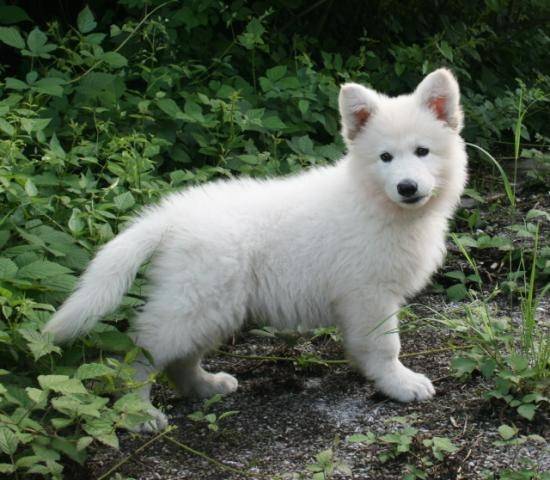 Pango - Berger Blanc Suisse Mâle (8 mois)