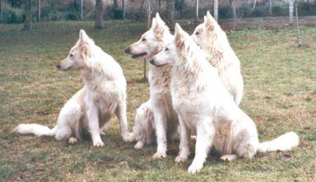 Berger Blanc Suisse - Berger Blanc Suisse