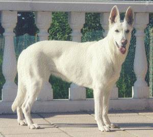 Berger Blanc Suisse - Berger Blanc Suisse