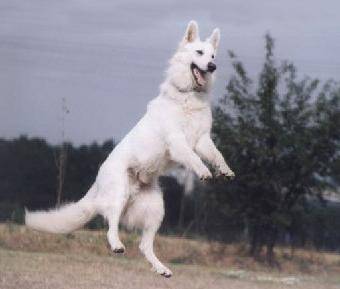 Berger Blanc Suisse - Berger Blanc Suisse