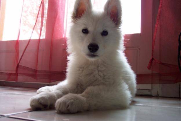 Mon chien Rêvé que j'appailerai : Nanook - Berger Blanc Suisse (5 mois)