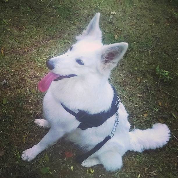 Doudou - Berger Blanc Suisse (2 ans)