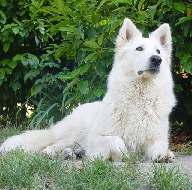berger blanc suisse - Berger Blanc Suisse