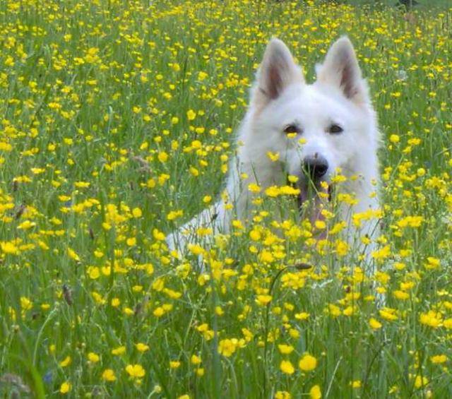 berger blanc suisse - Berger Blanc Suisse