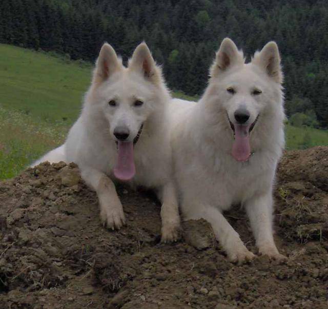 berger blanc suisse - Berger Blanc Suisse