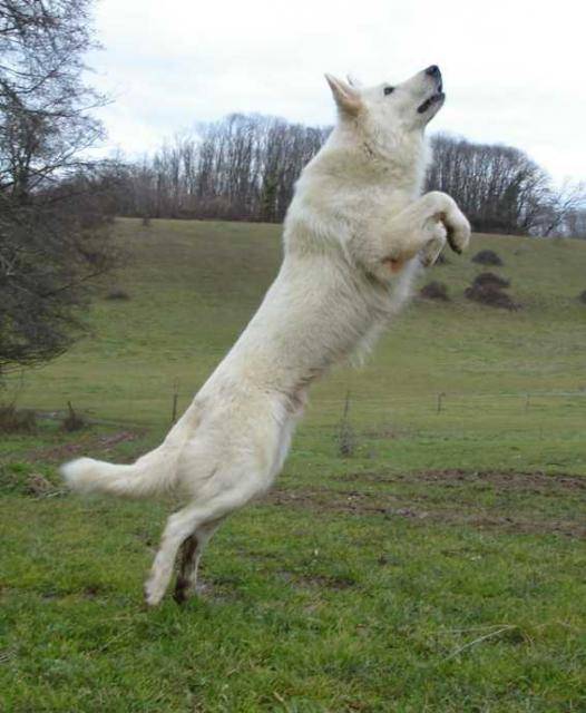 berger blanc suisse - Berger Blanc Suisse