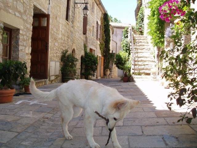 berger blanc suisse - Berger Blanc Suisse