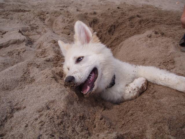 berger blanc suisse ---- louna - Berger Blanc Suisse