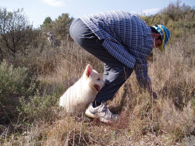 berger blanc suisse- louna - Berger Blanc Suisse