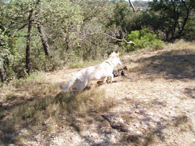 berger blanc suisse- louna - Berger Blanc Suisse