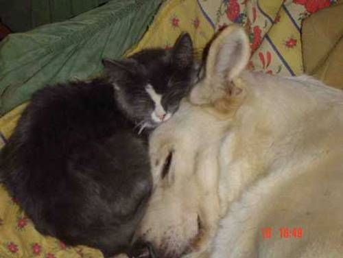berger blanc suisse - Berger Blanc Suisse
