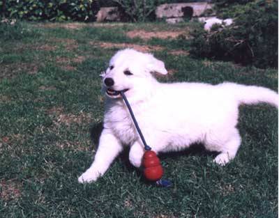 berger blanc suisse - Berger Blanc Suisse