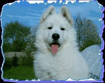 berger blanc suisse - Berger Blanc Suisse