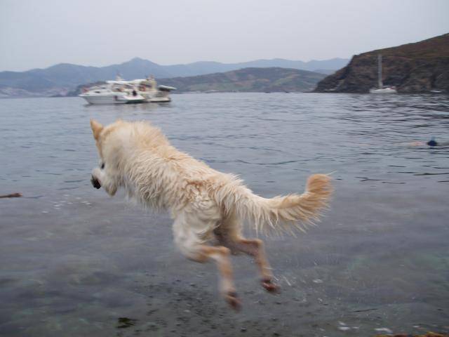 berger blanc suisse- louna - Berger Blanc Suisse