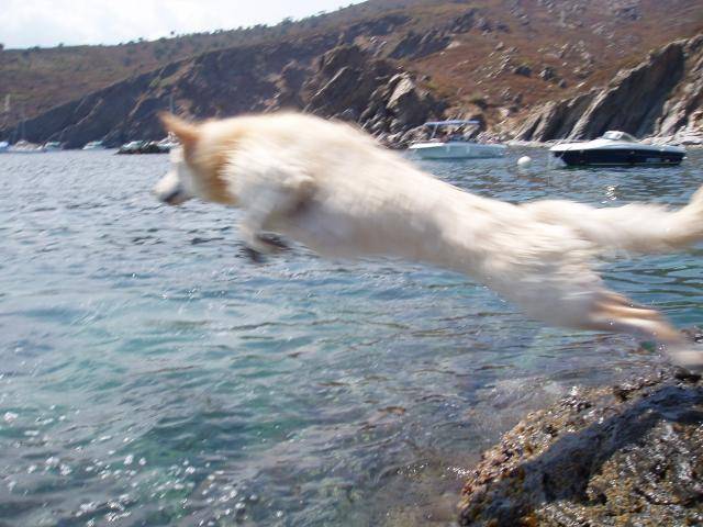 berger blanc suisse- louna - Berger Blanc Suisse