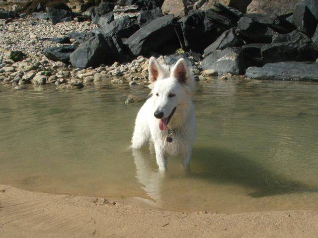 Baïka - Berger Blanc Suisse - Berger Blanc Suisse