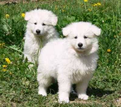 berger blanc suisse - Berger Blanc Suisse