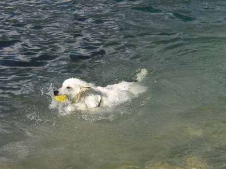 berger blanc suisse - Berger Blanc Suisse