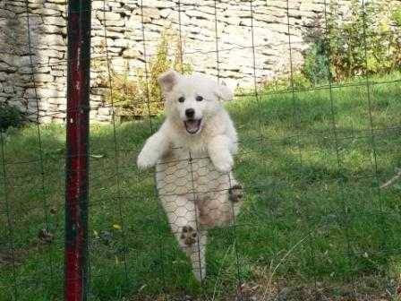 berger blanc suisse - Berger Blanc Suisse