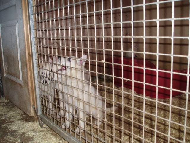 berger blanc suisse- louna - Berger Blanc Suisse