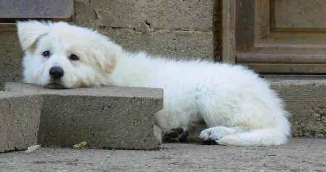 Berger Blanc Suisse - Belphegor Brook du Bois des Ternes - Berger Blanc Suisse