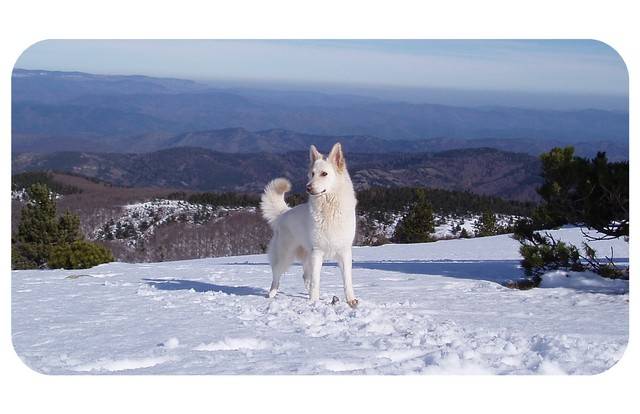 Louna : Berger Blanc Suisse ! - Berger Blanc Suisse