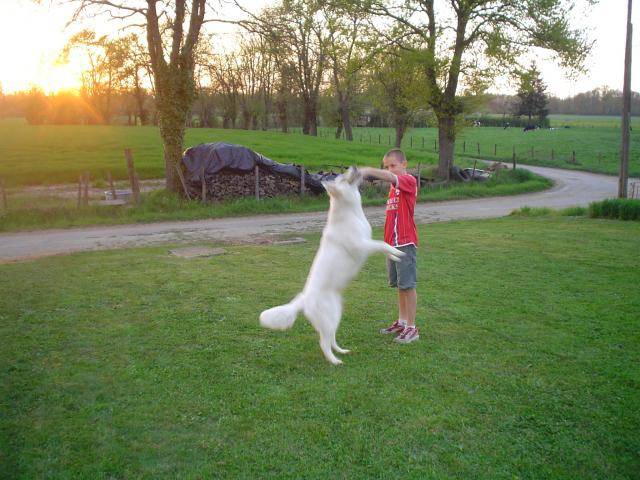 taiga berger blanc suisse - Berger Blanc Suisse