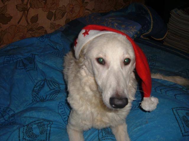 BERGER BLANC SUISSE * CIRCE * - Berger Blanc Suisse