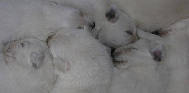 Berger blanc suisse Effy 12 jours - Berger Blanc Suisse