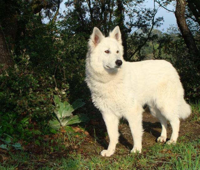 berger blanc suisse - Berger Blanc Suisse