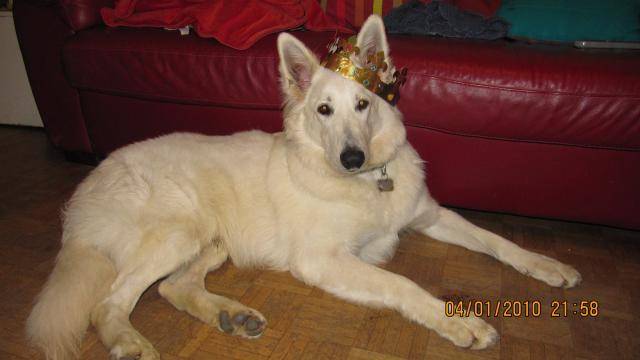 berger blanc suisse Balzac - Berger Blanc Suisse