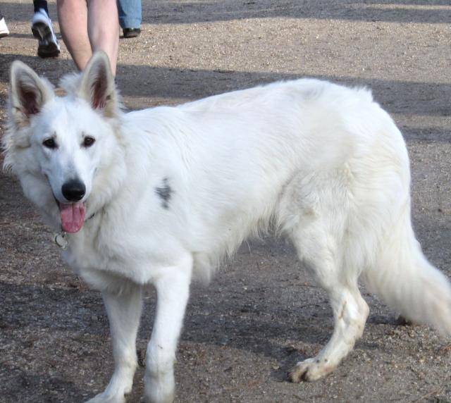 Berger Blanc Suisse BALZAC - Berger Blanc Suisse