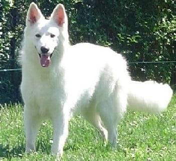 Berger Blanc Suisse Uhak Du Bois des Ternes - Berger Blanc Suisse